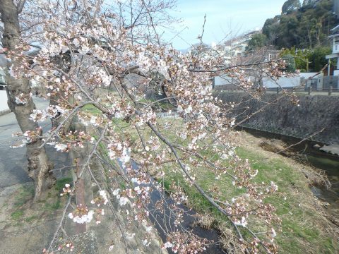 芦屋市 西宮市 桜の開花状況 エースホームブログ