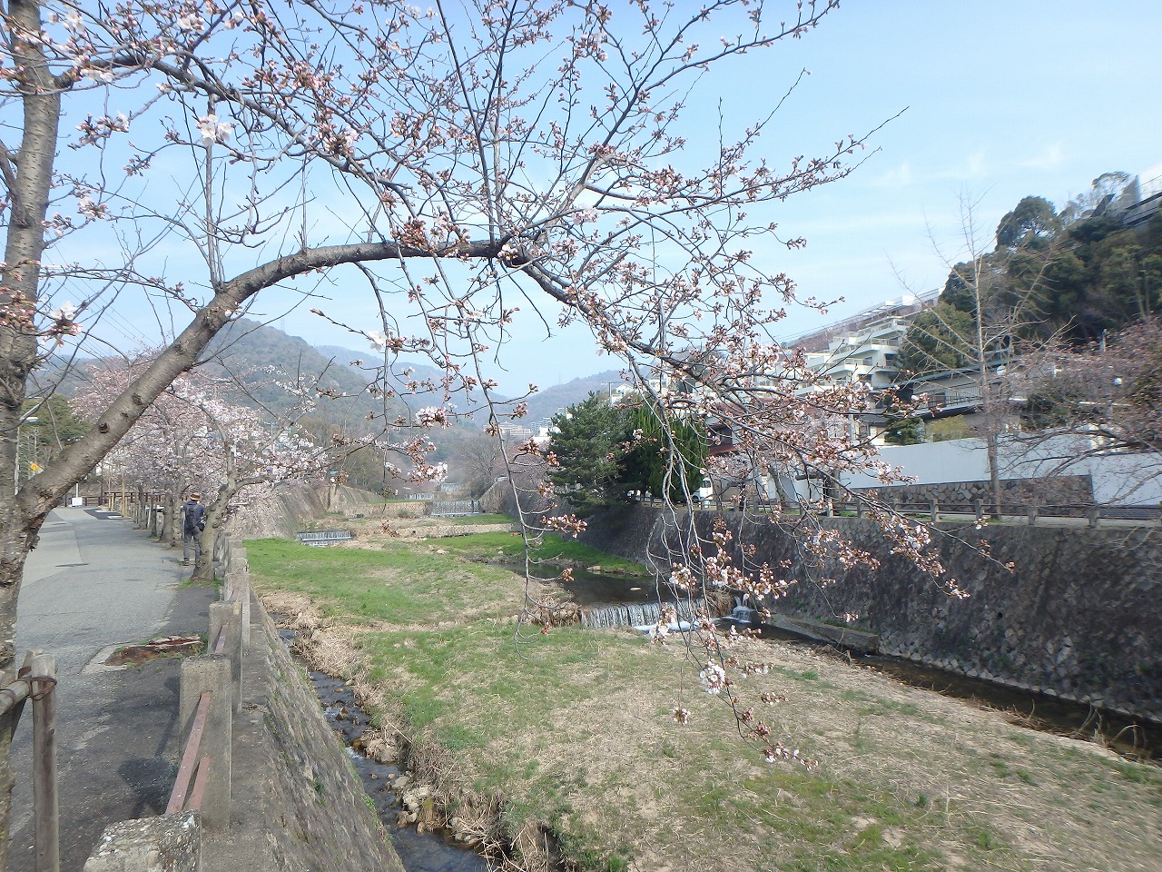 芦屋市 西宮市 桜の開花状況 エースホームブログ 芦屋市 西宮市 桜の開花状況 エースホームブログ