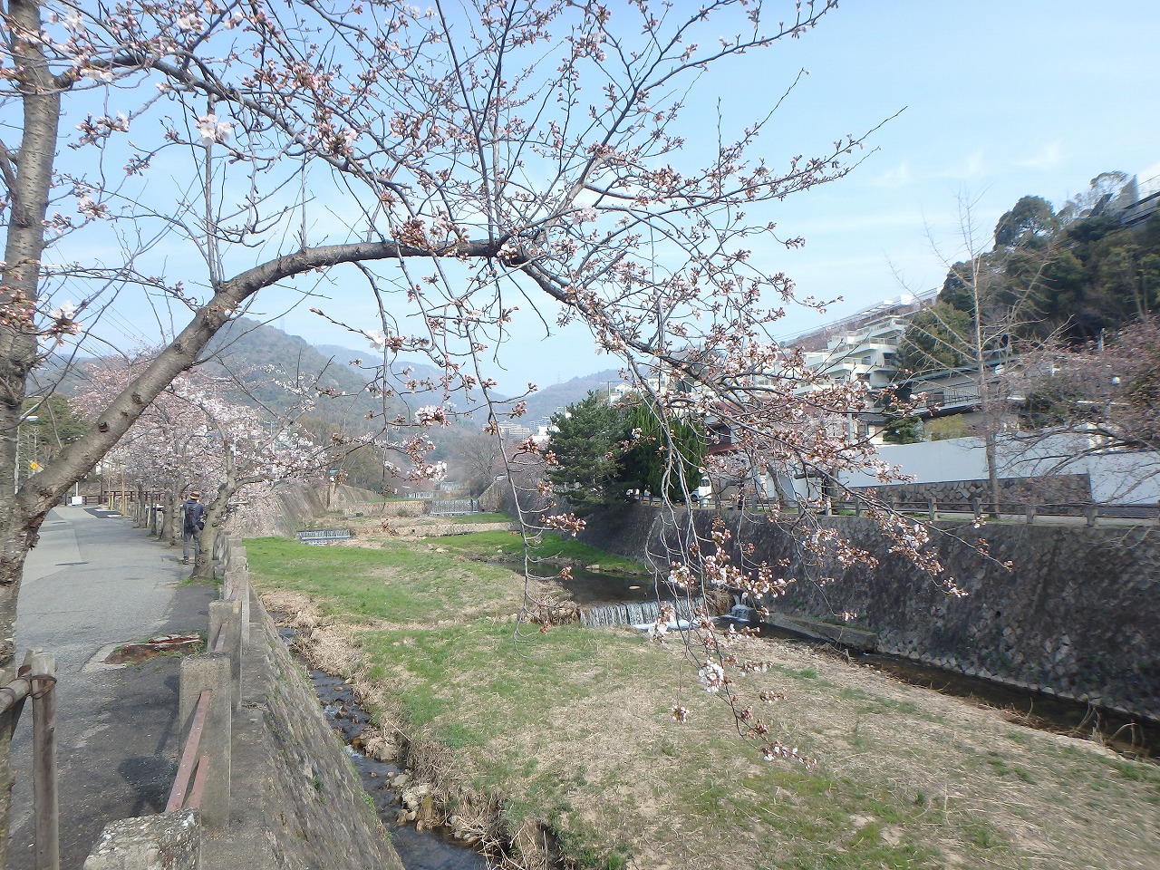 芦屋市 西宮市 桜の開花状況 エースホームブログ