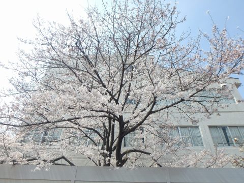 芦屋市 西宮市 桜の開花状況 エースホームブログ