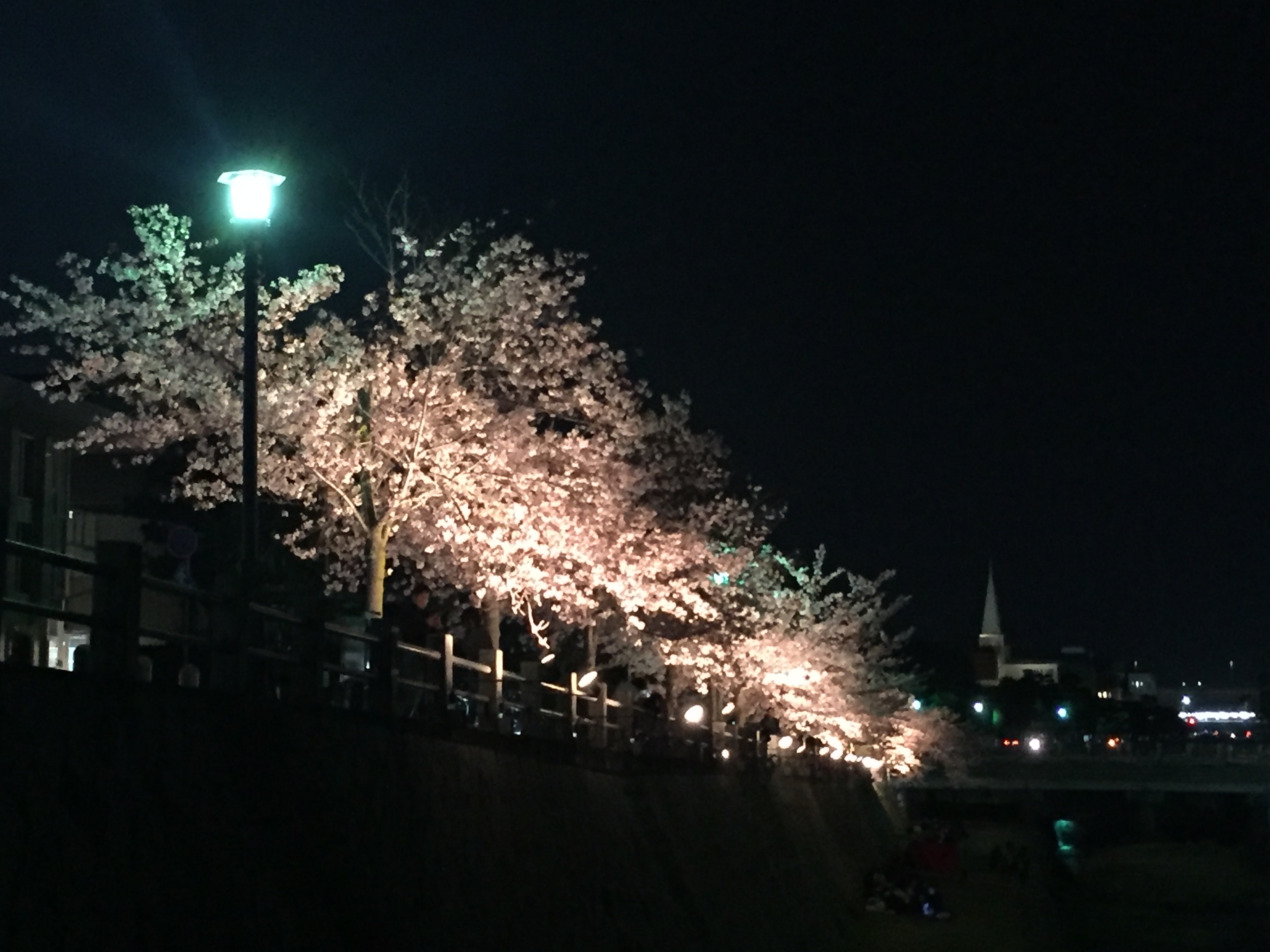 芦屋川 夜桜 芦屋市の桜名所 花見 エースホームブログ 芦屋川 夜桜 芦屋市の桜名所 花見 エースホームブログ