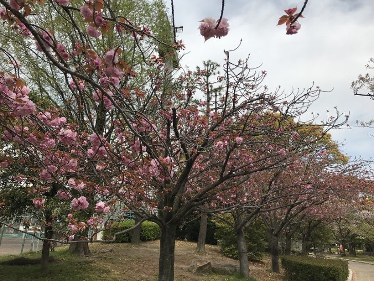 芦屋中央公園のボタン桜が満開です エースホームブログ