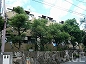 西宮市マンション シティコア夙川